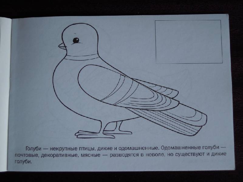 Иллюстрация 4 из 7 для Мои первые уроки "Птицы" (05826) | Лабиринт - книги. Источник: Iwolga