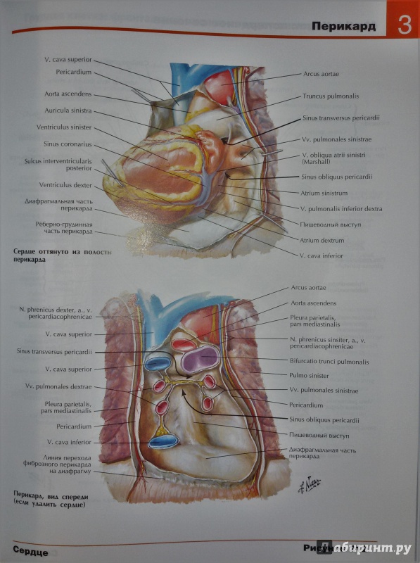 Иллюстрация 11 из 50 для Атлас анатомии человека - Фрэнк Неттер | Лабиринт - книги. Источник: olegiv