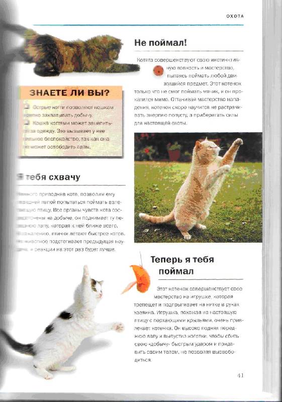 Иллюстрация 3 из 16 для О чем думает ваша кошка - Гвен Бэйли | Лабиринт - книги. Источник: kitusha