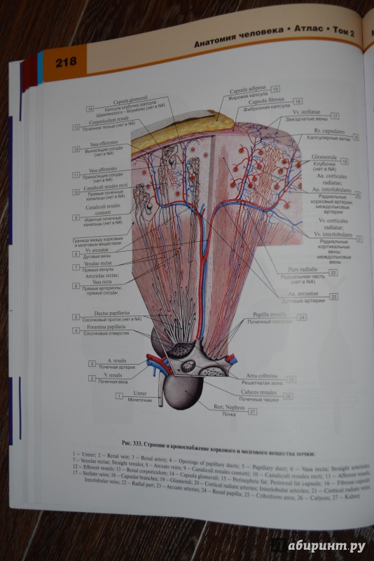 Иллюстрация 8 из 27 для Атлас анатомии человека. В 3-х томах. Том 2 - Билич, Крыжановский | Лабиринт - книги. Источник: ВраЧиталла