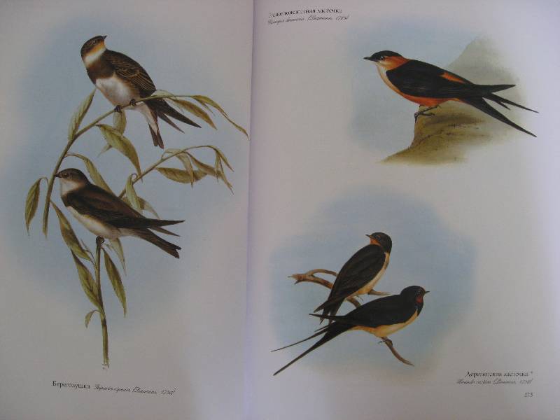 Иллюстрация 30 из 31 для Птицы Европы (в футляре) - Джон Гульд | Лабиринт - книги. Источник: Нюта