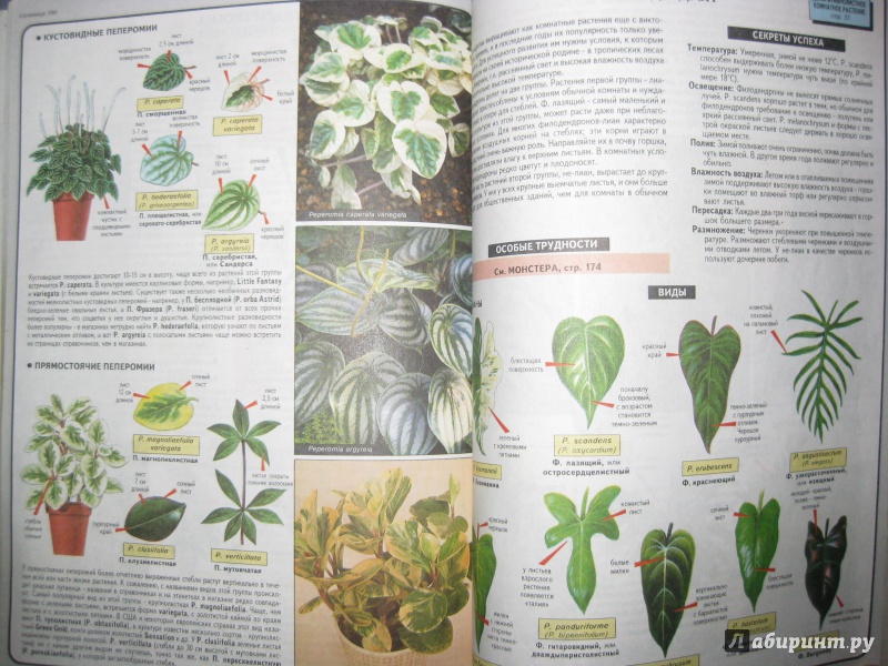 Иллюстрация 8 из 19 для Все о комнатных растениях - Дэвид Хессайон | Лабиринт - книги. Источник: Лабиринт