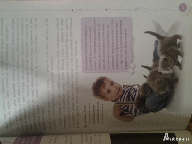 Иллюстрация 3 из 13 для Все породы кошек - Ольга Замятина | Лабиринт - книги. Источник: Красное Солнышко