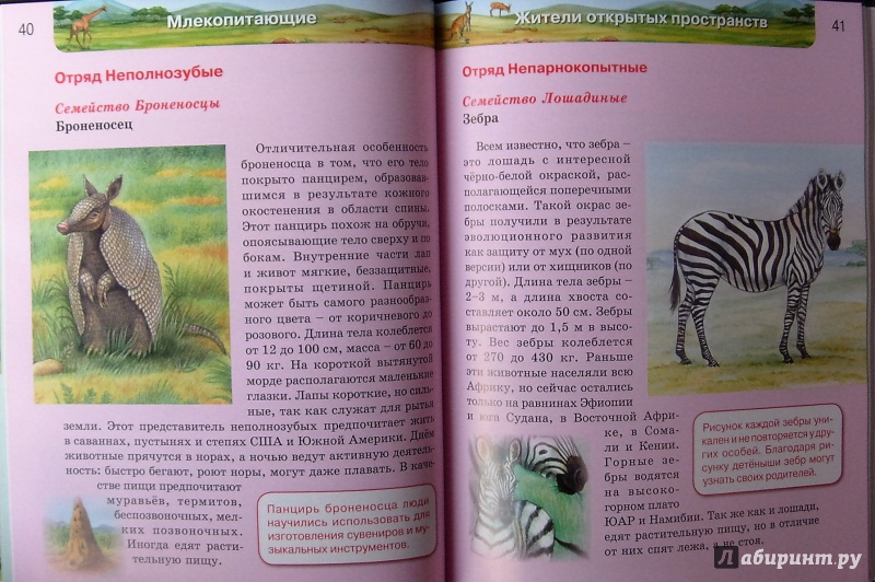 Иллюстрация 25 из 64 для Млекопитающие | Лабиринт - книги. Источник: Соловьев  Владимир