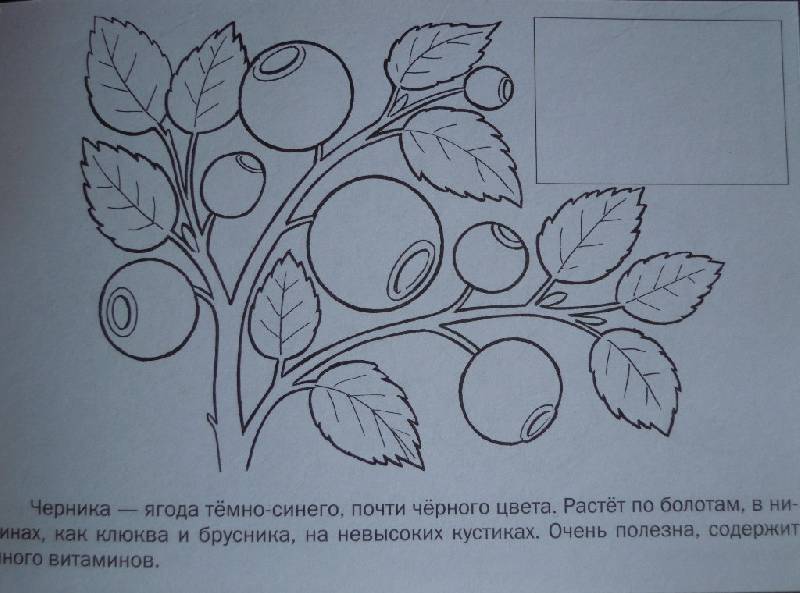 Иллюстрация 14 из 21 для Мои первые уроки. Ягоды | Лабиринт - книги. Источник: Iwolga
