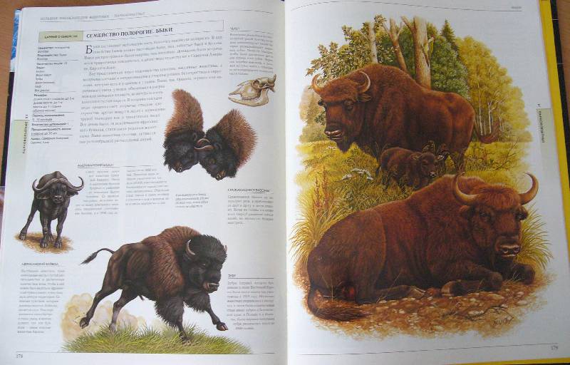 Иллюстрация 14 из 20 для Жизнь животных в ярких картинках и интересных фактах - Джойс Поуп | Лабиринт - книги. Источник: Челла