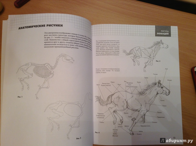Иллюстрация 2 из 5 для Рисуем лошадей - Эйми Уилшер | Лабиринт - книги. Источник: Сорокина  Оксана Ивановна