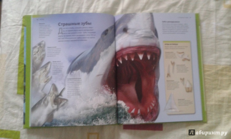 Иллюстрация 2 из 19 для Акулы | Лабиринт - книги. Источник: Соколенко  Света