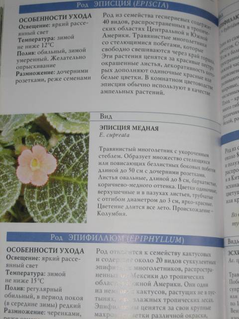 Иллюстрация 5 из 5 для 100 лучших цветущих комнатных растений - Борис Головкин | Лабиринт - книги. Источник: МЕГ