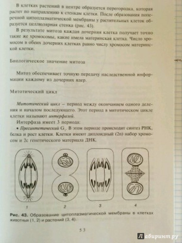 Иллюстрация 3 из 7 для Биология - Гринева, Чебышев | Лабиринт - книги. Источник: Мария