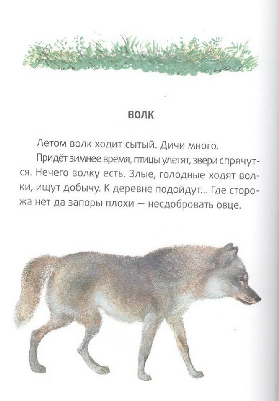 Иллюстрация 35 из 42 для Большие и маленькие - Евгений Чарушин | Лабиринт - книги. Источник: Стрекоза