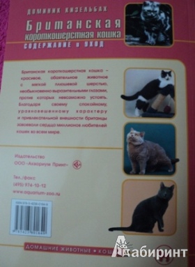 Иллюстрация 9 из 9 для Британская короткошерстная кошка. Содержание и уход - Доминик Кизельбах | Лабиринт - книги. Источник: Марика909