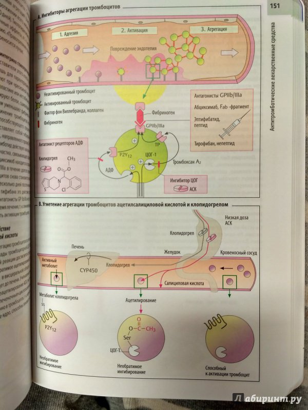 Иллюстрация 55 из 66 для Фармакология. Атлас - Люлльман, Мор, Хайн | Лабиринт - книги. Источник: Пилюк  Мария