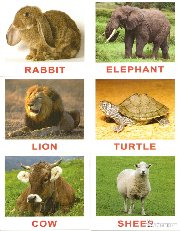 Иллюстрация 4 из 4 для Комплект карточек мини на английском языке "Animals" 8х10 см - Носова, Епанова | Лабиринт - книги. Источник: Плахина  Ирина
