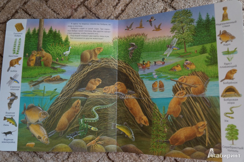 Иллюстрация 9 из 29 для В пруду и у реки | Лабиринт - книги. Источник: Анна-радуга