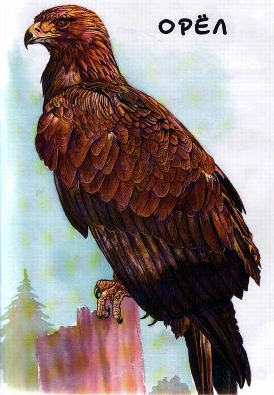 Иллюстрация 13 из 14 для В нашем лесу. Мир животных | Лабиринт - книги. Источник: Panterra