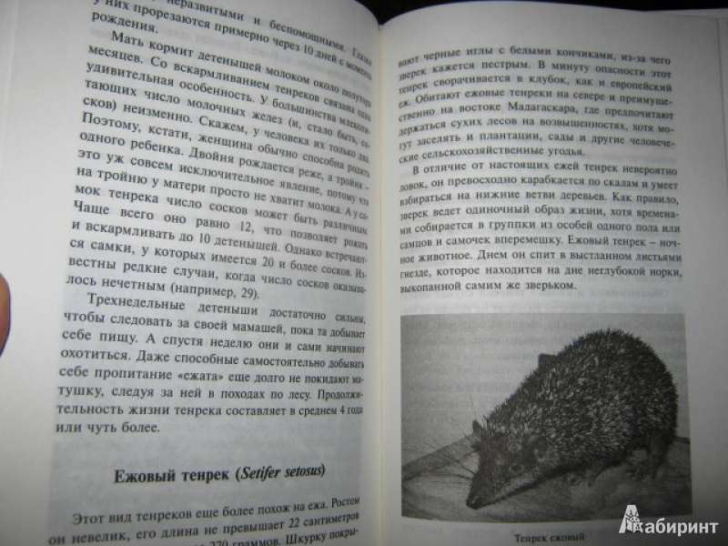 Иллюстрация 13 из 25 для Самые необычные животные - Дмитрий Бердышев | Лабиринт - книги. Источник: Евгения39