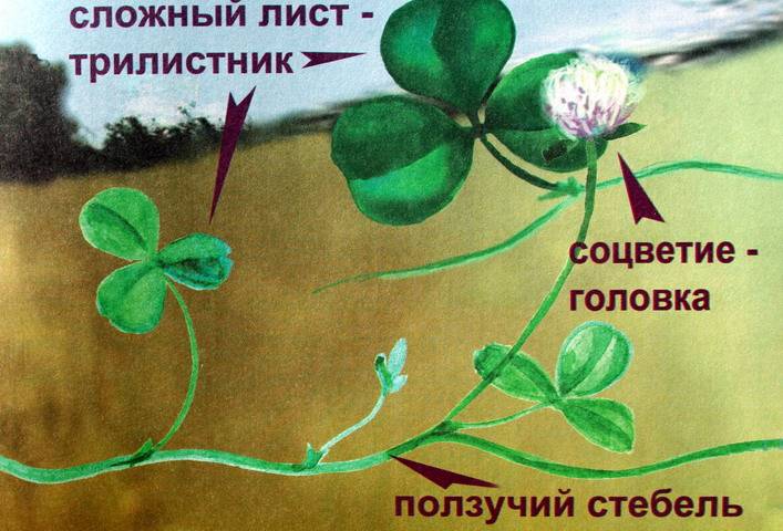 Иллюстрация 9 из 25 для Настоящая ботаника для мальчиков и девочек - Антонина Лукьянова | Лабиринт - книги. Источник: Валерия