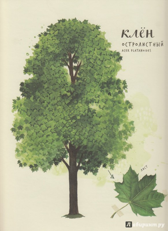 Иллюстрация 30 из 126 для Мой гербарий. Листья деревьев - Анна Васильева | Лабиринт - книги. Источник: Иринка