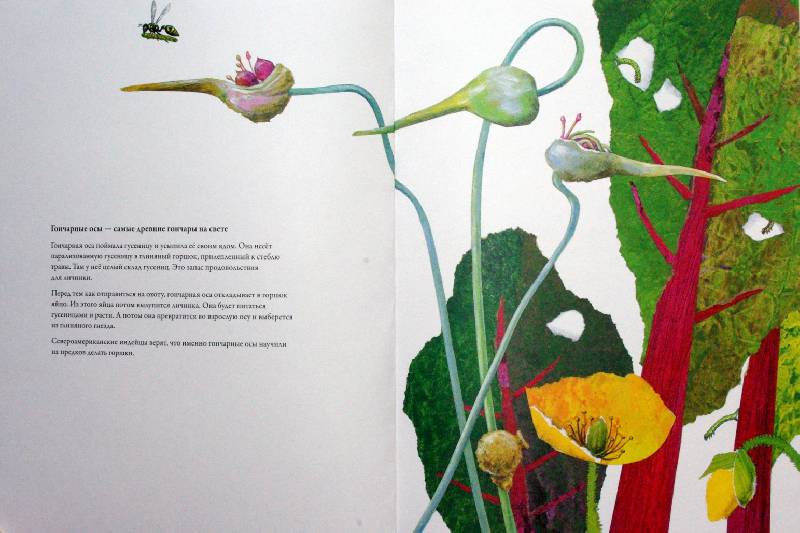 Иллюстрация 14 из 32 для Гнезда, норы и горшки. Как насекомые заботятся о потомстве - Анне Меллер | Лабиринт - книги. Источник: Валерия