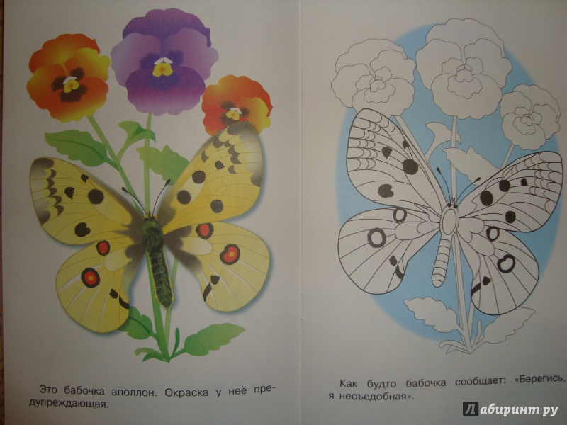 Иллюстрация 17 из 24 для Раскраска. Бабочки | Лабиринт - книги. Источник: Ярославцева  Марина Викторовна