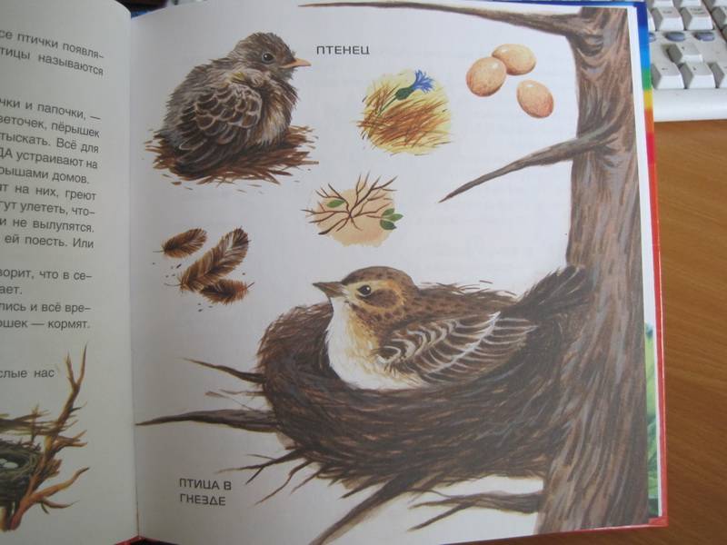 Иллюстрация 3 из 27 для Птицы и Андрей-воробей - Татьяна Рик | Лабиринт - книги. Источник: НаташкаVip