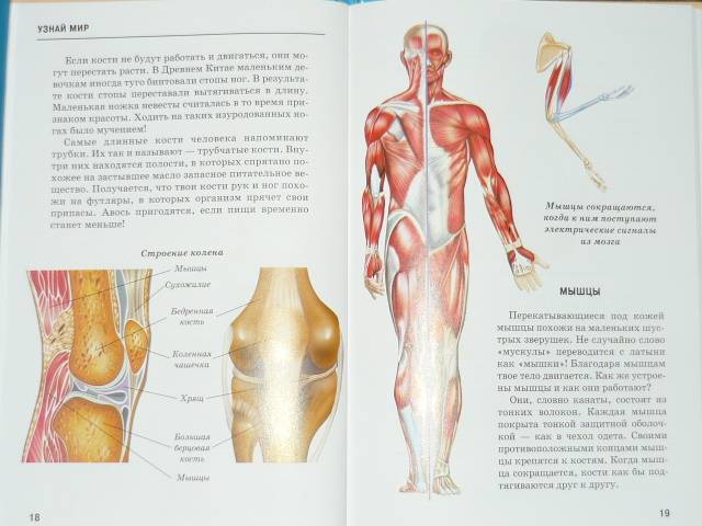 Иллюстрация 11 из 47 для Анатомия человека - Сергей Афонькин | Лабиринт - книги. Источник: Ромашка:-)