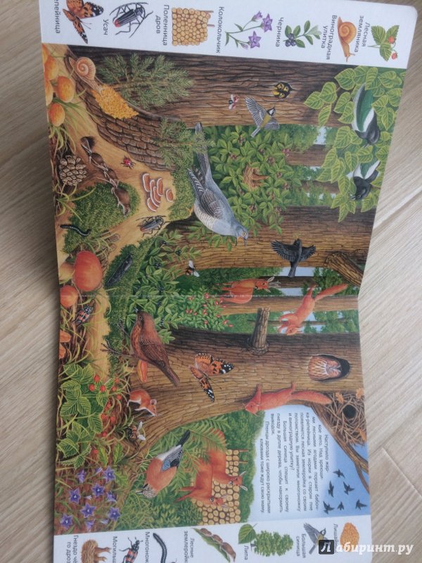 Иллюстрация 27 из 39 для В лесу | Лабиринт - книги. Источник: Сурыгина  Ирина
