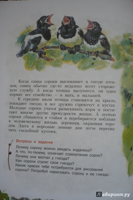 Иллюстрация 6 из 39 для Кто в кустарнике живет? Книга для чтения детям - Александр Тамбиев | Лабиринт - книги. Источник: Астанина  Олеся