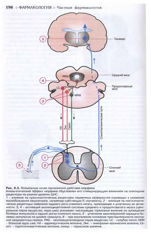 Иллюстрация 23 из 46 для Фармакология. Учебник - Дмитрий Харкевич | Лабиринт - книги. Источник: Ялина