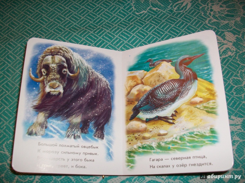 Иллюстрация 10 из 10 для Любимый зоопарк - Олеся Квитка | Лабиринт - книги. Источник: Надежда