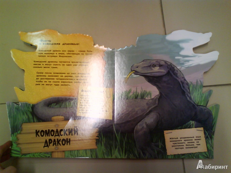 Иллюстрация 5 из 16 для Дикие животные. Необычные ящерицы | Лабиринт - книги. Источник: Мила
