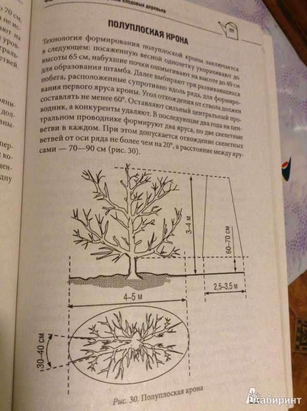 Иллюстрация 5 из 16 для Фруктовые деревья и ягодные кустарники: обрезка, уход, размножение | Лабиринт - книги. Источник: Kodryashka