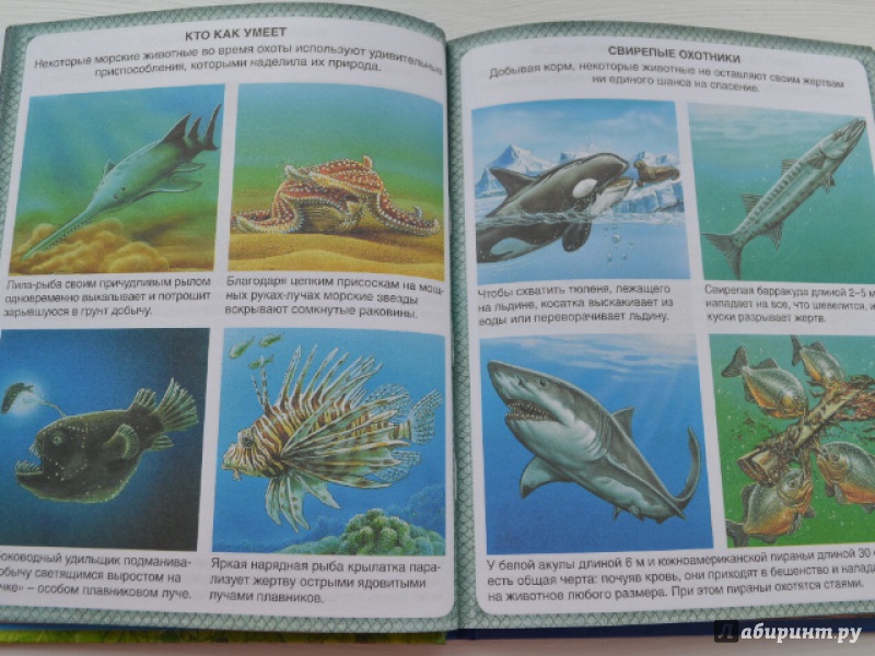 Иллюстрация 26 из 42 для Животные-рекордсмены - Эмили Бомон | Лабиринт - книги. Источник: Орлова Лариса