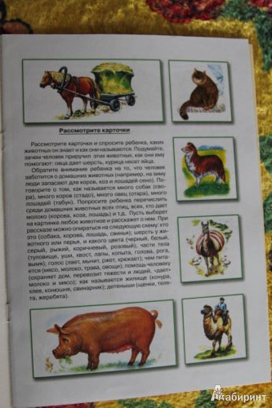 Иллюстрация 4 из 15 для Домашние животные | Лабиринт - книги. Источник: Июльчик