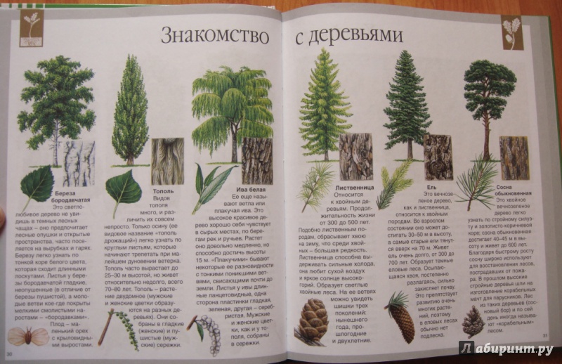Иллюстрация 5 из 36 для Мир леса - Генри Эйнар | Лабиринт - книги. Источник: Зиганшина  Светлана