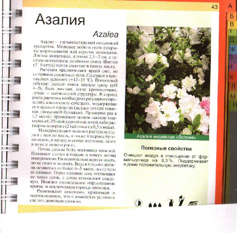Иллюстрация 4 из 14 для Комнатные растения - Князева, Князева | Лабиринт - книги. Источник: summershowers