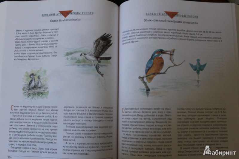 Иллюстрация 7 из 7 для Большой атлас природы России | Лабиринт - книги. Источник: ТАНЮШКА ГОЛОВИНА