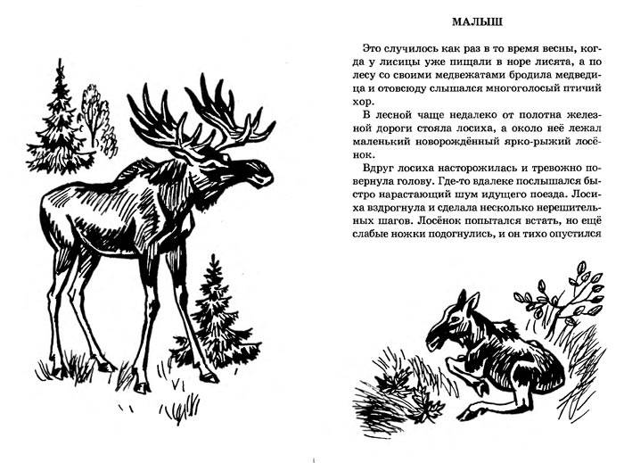 Иллюстрация 6 из 32 для Забавные животные - Вера Чаплина | Лабиринт - книги. Источник: Кнопа2