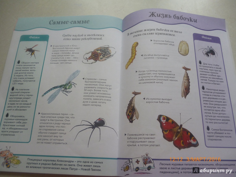 Иллюстрация 11 из 17 для Пауки и насекомые | Лабиринт - книги. Источник: Горячих  Ксения Нурулловна