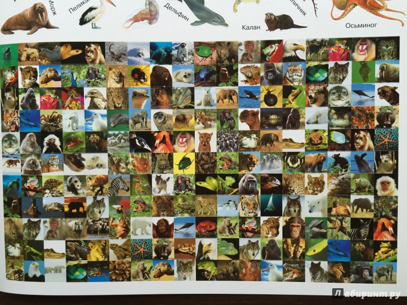Иллюстрация 15 из 43 для Наша планета. Животные - Кэти Хьюот | Лабиринт - книги. Источник: Абра-кадабра
