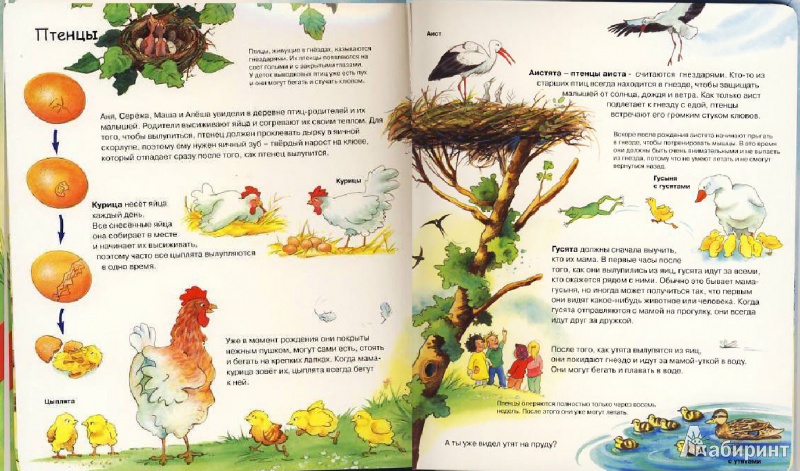 Иллюстрация 5 из 28 для Детеныши животных | Лабиринт - книги. Источник: Мила