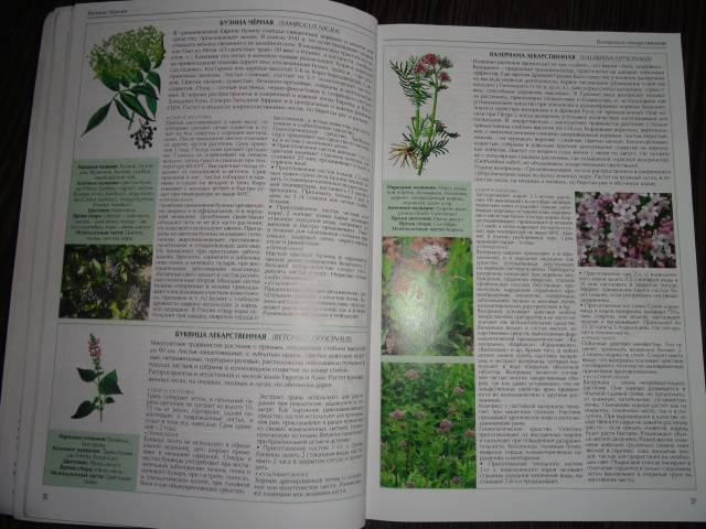 Иллюстрация 7 из 14 для Все о лекарственных растениях - С. Раделов | Лабиринт - книги. Источник: Разумея