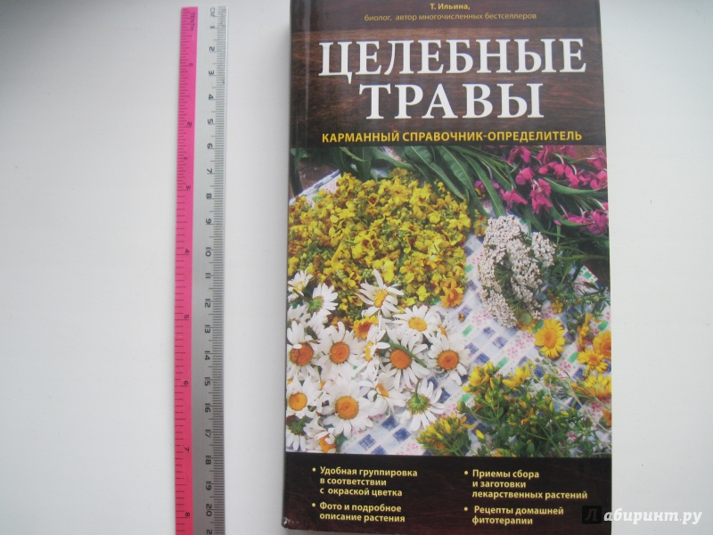 Иллюстрация 13 из 34 для Целебные травы. Карманный справочник-определитель - Татьяна Ильина | Лабиринт - книги. Источник: Редикульцева  Екатерина