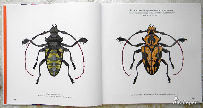 Иллюстрация 11 из 43 для В мире жуков. Интересные факты о животных - Стив Дженкинс | Лабиринт - книги. Источник: Раскова  Юлия