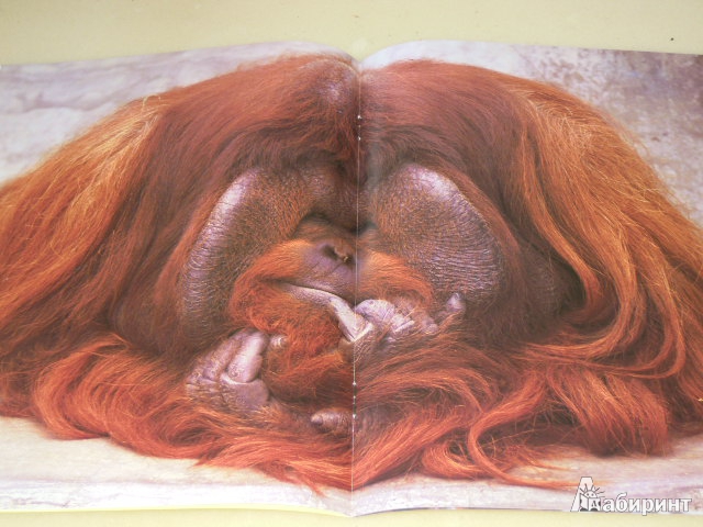 Иллюстрация 4 из 4 для Орангутаны - Шоу, Вексо | Лабиринт - книги. Источник: Iwolga