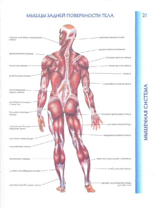 Иллюстрация 13 из 40 для Атлас анатомии человека | Лабиринт - книги. Источник: lexus