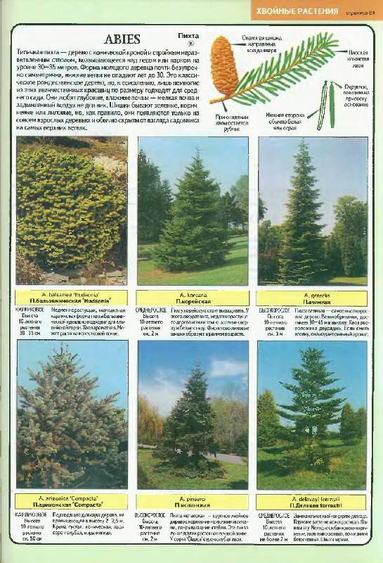Иллюстрация 14 из 20 для Все о декоративных деревьях и кустарниках - Дэвид Хессайон | Лабиринт - книги. Источник: Caaat
