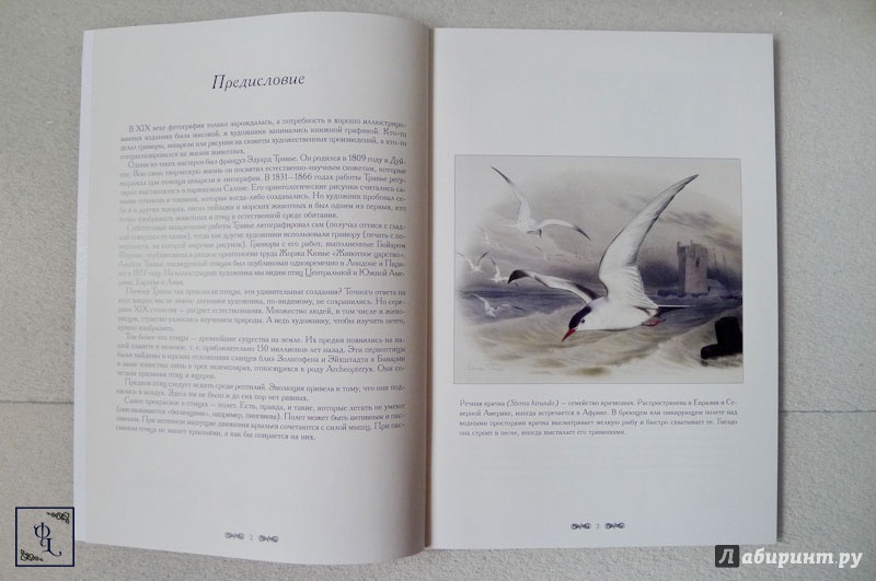 Иллюстрация 11 из 11 для Самые красивые птицы - С. Иванов | Лабиринт - книги. Источник: Литер  Феликс