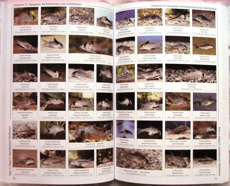 Иллюстрация 2 из 11 для Энциклопедия аквариумных рыб | Лабиринт - книги. Источник: Луговая Собачка